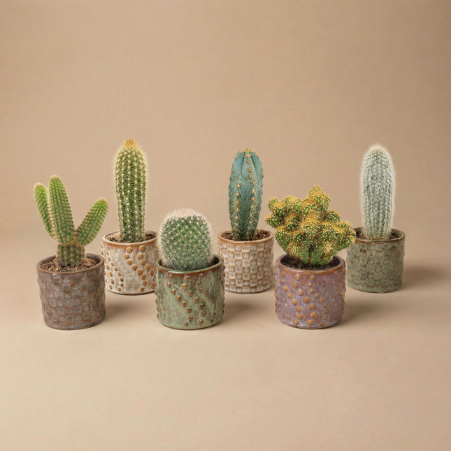 Cacti Set of 6 in Ceramic Mini Pot Madrid - ↑ 8–12 cm