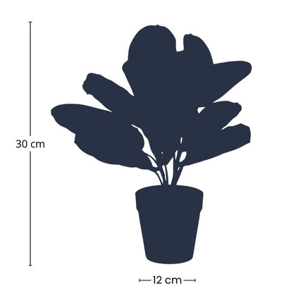 Maranta Bush im Topf - Kunstpflanze - 30 cm