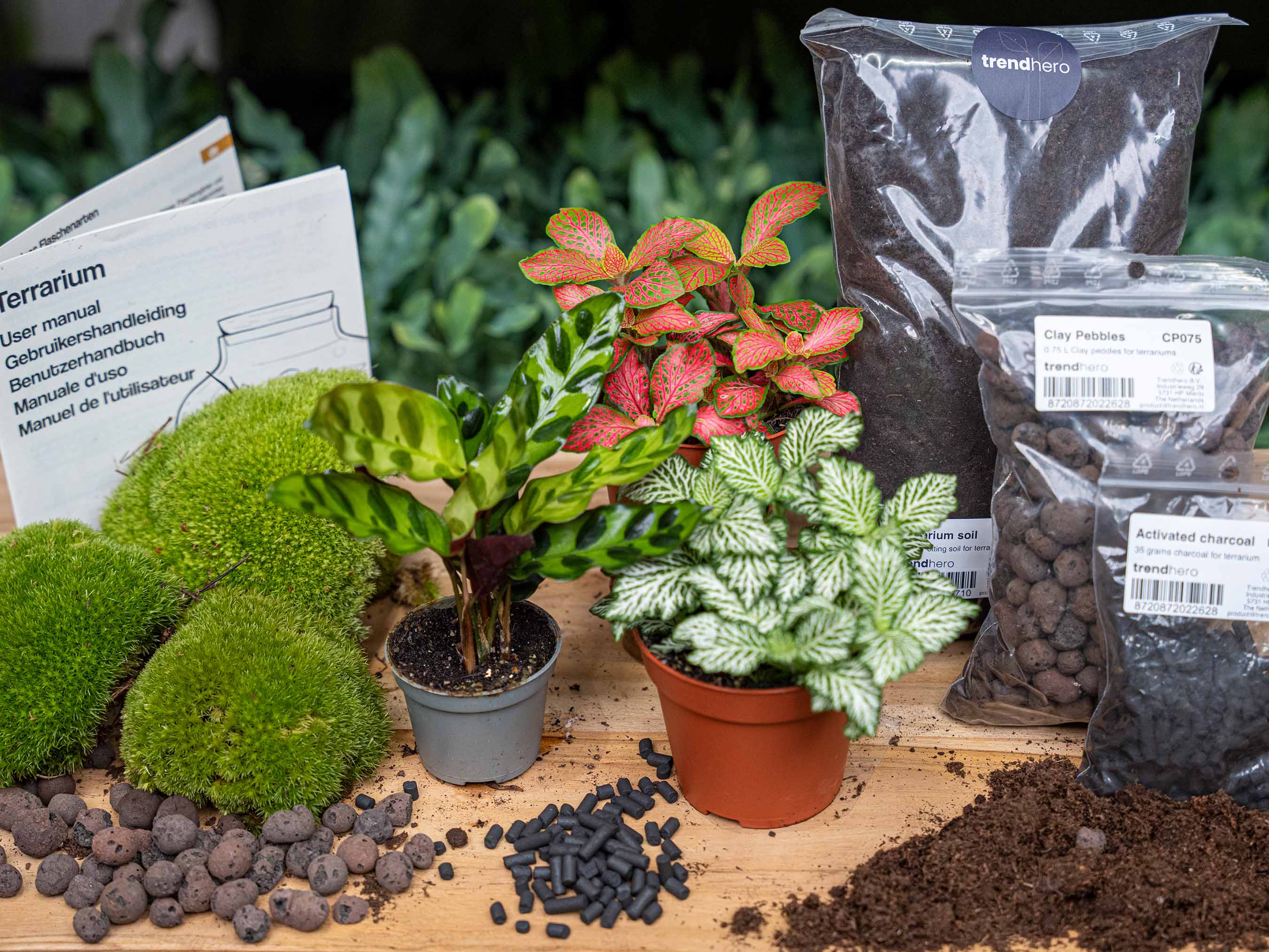 terrarium plants sale Calathea Lancifolia - Plant Terrarium Refill & Starter kit