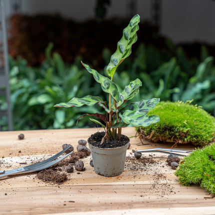 Plant terrarium set - Lancifolia - 3 plants - Calathea Lancifolia - Red & White Fittonia