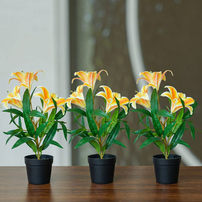 asiatic lily in pots Lily orange 3 pcs