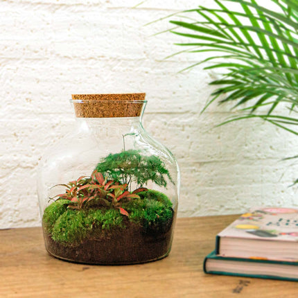 Kit DIY Terrarium • Little Joe • Écosystème avec plantes • ↑ 21,5 cm