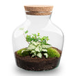 Planten terrarium • Little Joe • Ecosysteem plant • ↑ 21,5 cm