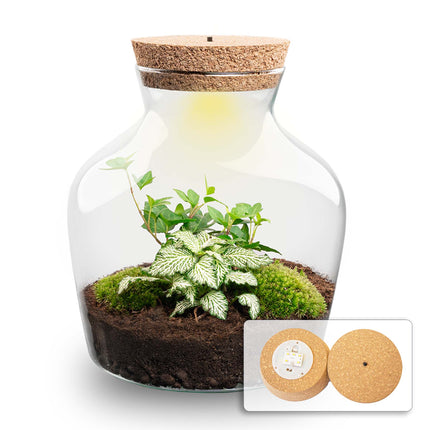 Planten terrarium Little Joe + verlichting -  Hedera Helix & Fittonia - Ecosysteem plant - ↑ 21,5 cm