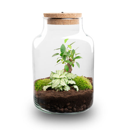 Terrarium DIY Kit - Little Milky + Led light - ↑ 25 cm