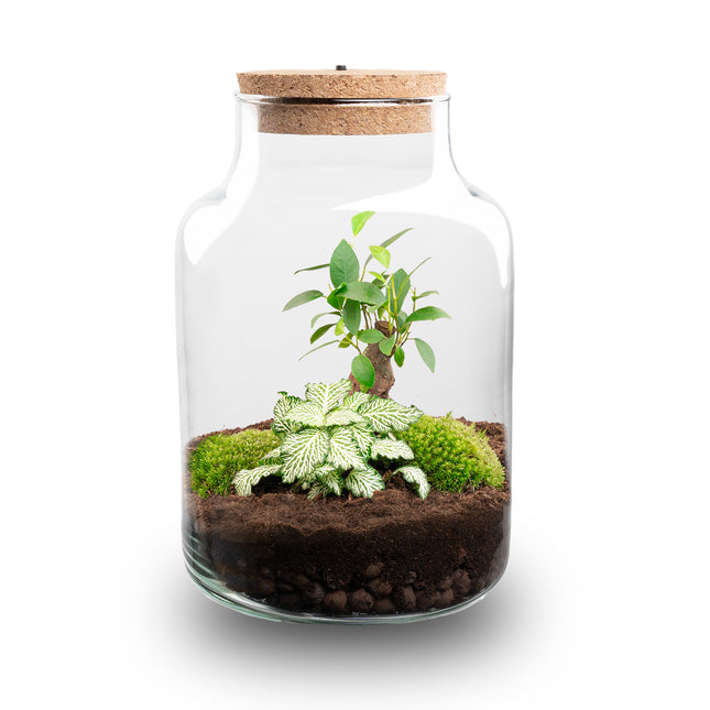 Little Milky - Terrarium with light - Bottle garden DIY kit - Ø 17 cm ↑ 25 cm