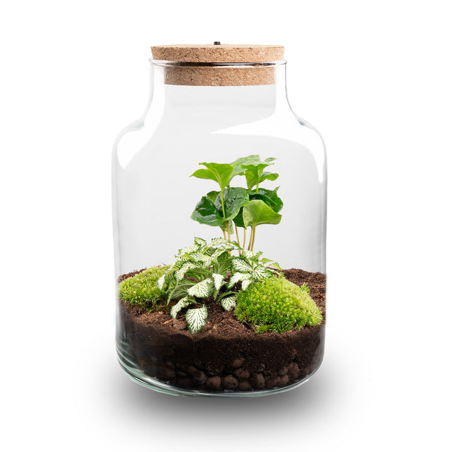 Little Milky - Flaschengarten mit Licht - DIY Terrarium mit Pflanzen im Glas - Ø 17 cm ↑ 25 cm
