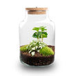 Planten terrarium • Little Milky + Led lamp • Ecosysteem plant • ↑ 25 cm