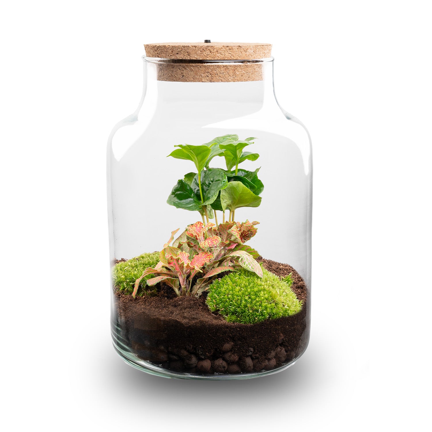 closed terrarium plants low light DIY Terrarium Kit with light
