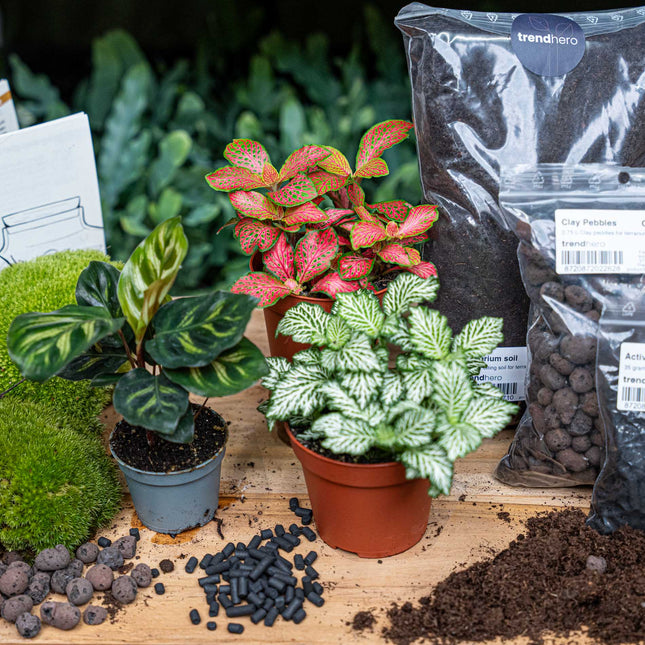 Calathea Makoyana- Terrarium Start & Navul pakket - 3 terrarium planten - DIY