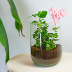 Hedera Helix / With heart