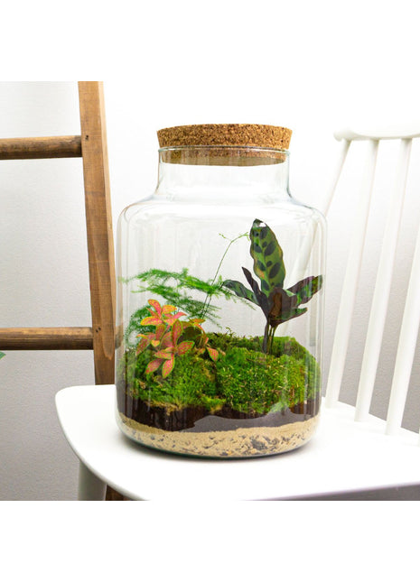Ecosysteem met fittonia, mossen, asparagus en calathea in glazen melkbus met kurk.