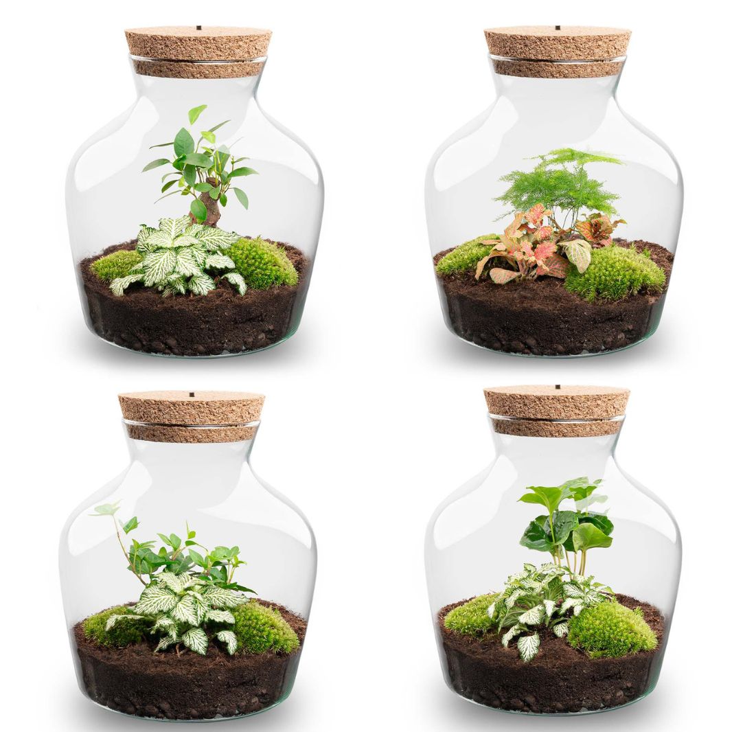 little terrarium plants DIY Terrarium Kit - Create your own mini Ecosystem