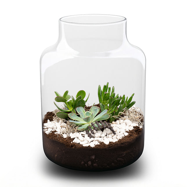 Milky Succulent - Open terrarium - Bottle garden DIY kit - Ø 21 cm ↑ 30 cm