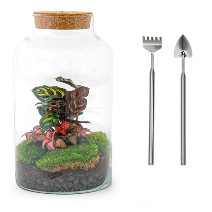 Planten terrarium • Milky Calathea met lamp • Ecosysteem plant met licht •↑ 31 cm