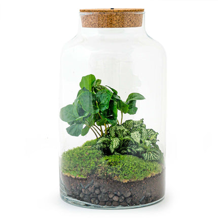 Plant terrarium- DIY - Milky Coffea with light - Bottle garden with plants - ↑ 31 cm