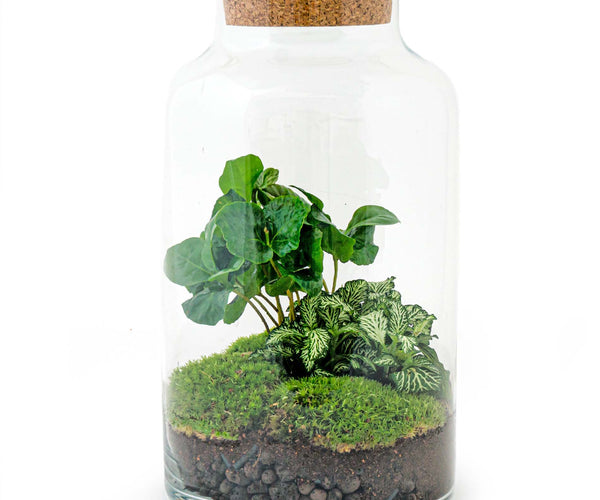 Jar Terrarium Kit • Coffea Arabica • Ecosystem with plants • ↑ 28 cm – Xtra  Creative