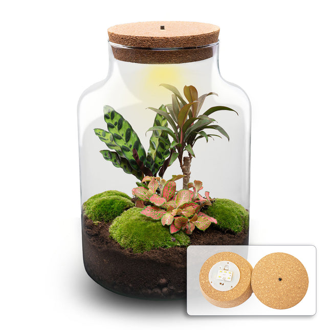 Milky Palm - Terrarium with light - Bottle garden DIY kit - Ø 21 cm ↑ 30 cm