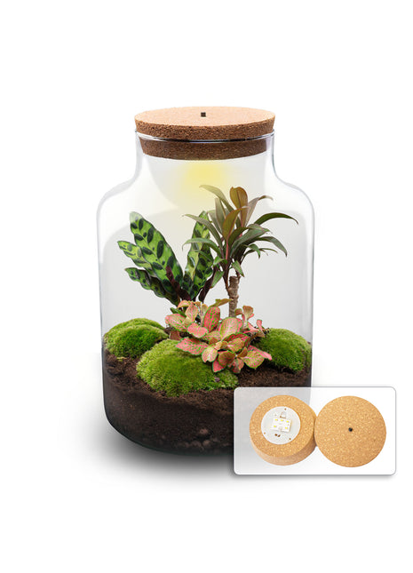 Terrarium DIY Kit - Milky Palm - Bottle Garden - ↑ 30 cm