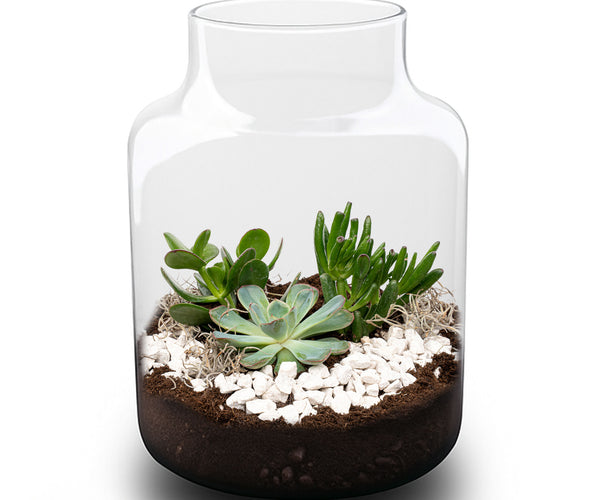 do succulents like terrariums Open Succulent terrarium - DIY kit