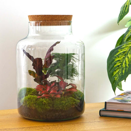 Terrarium DIY kit • 'Milky' • Écosystème avec plantes • ↑ 30 cm