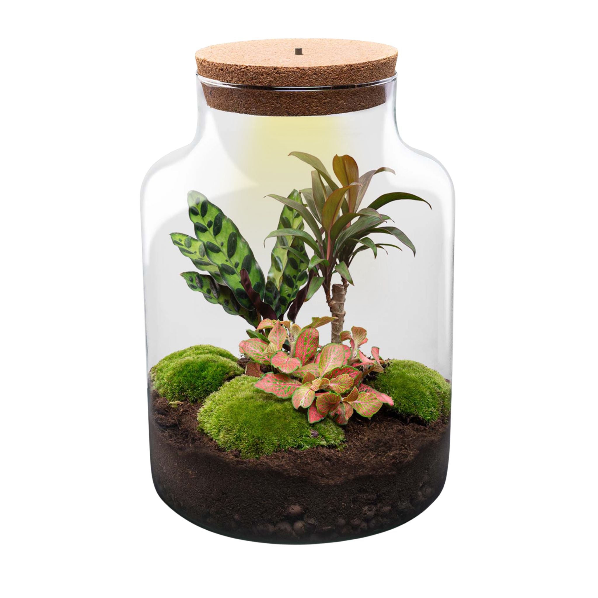 Bottle Garden - Closed Green Terrariums & DIY Kits – urbanjngl.com