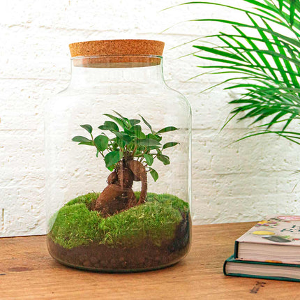 Kit fai da te terrario • Milky con bonsai • Ecosistema con piante • ↑ 30 cm