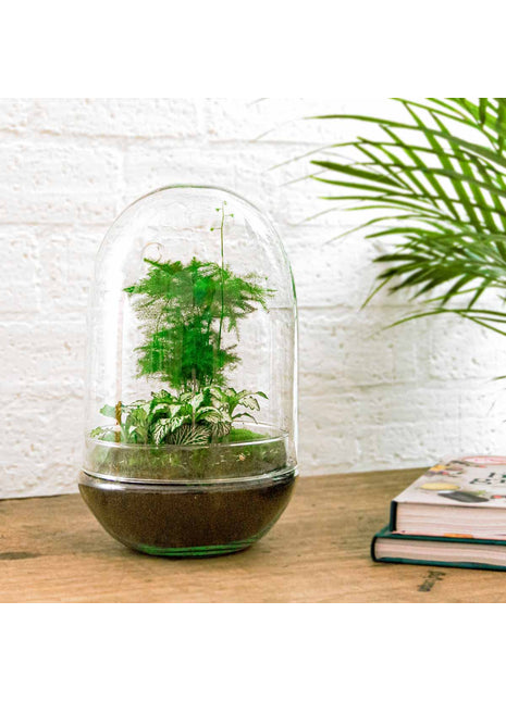 Terrarium DIY Kit - Egg XL - Bottle Garden - ↑ 30 cm