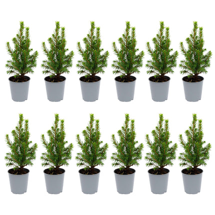 Mini-kerstboom - ↑15-20 cm - Ø 6 cm Picea Glauca Perfecta