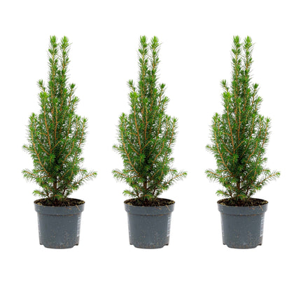 Mini Christmas Tree - Picea Glauca Perfecta - 25-30 cm