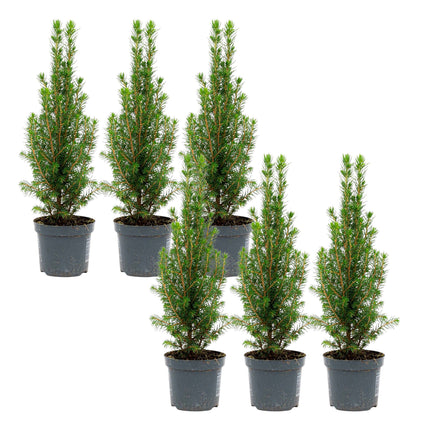 Mini Christmas Tree - Picea Glauca Perfecta - 25-30 cm