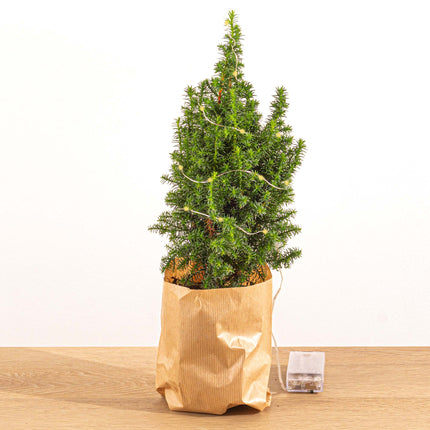 Mini-Kerstboom - Chamaecyparis - 25-30 cm