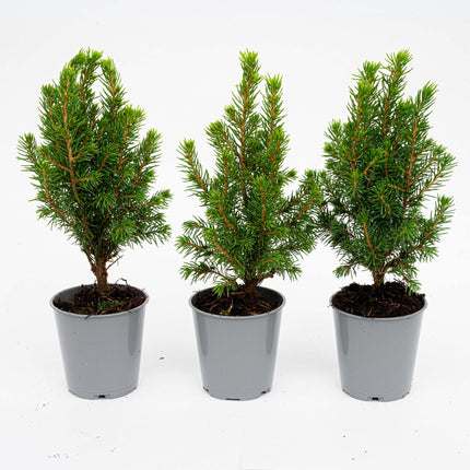 Mini-kerstboom - ↑15-20 cm - Ø 6 cm Picea Glauca Perfecta