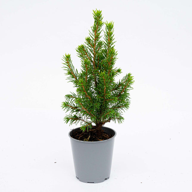 Mini Christmas Tree - ↑15-20 cm - Ø 6 cm Picea Glauca Perfecta
