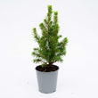 Mini-Weihnachtsbaum - ↑15-20 cm - Ø 6 cm Picea Glauca Perfect