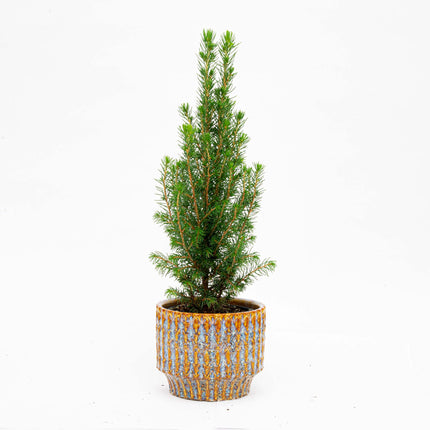 Mini Christmas Tree - Picea Glauca Perfecta - 25-30 cm