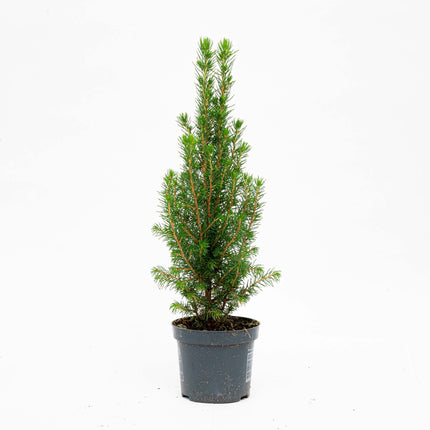 Mini Christmas Tree - Picea Glauca Perfecta - 25-30 cm