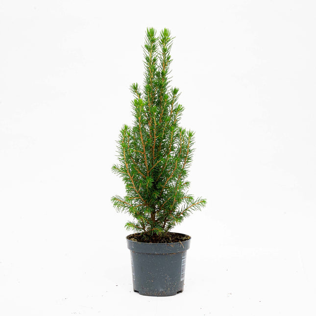 Mini Christmas Tree - Picea Glauca Perfecta - 25-30 cm