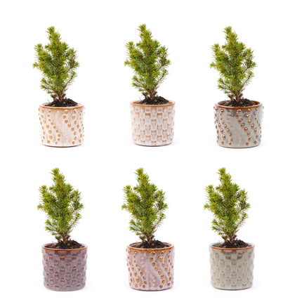 Ensemble mini-sapins 6 - Avec pots Madrid
