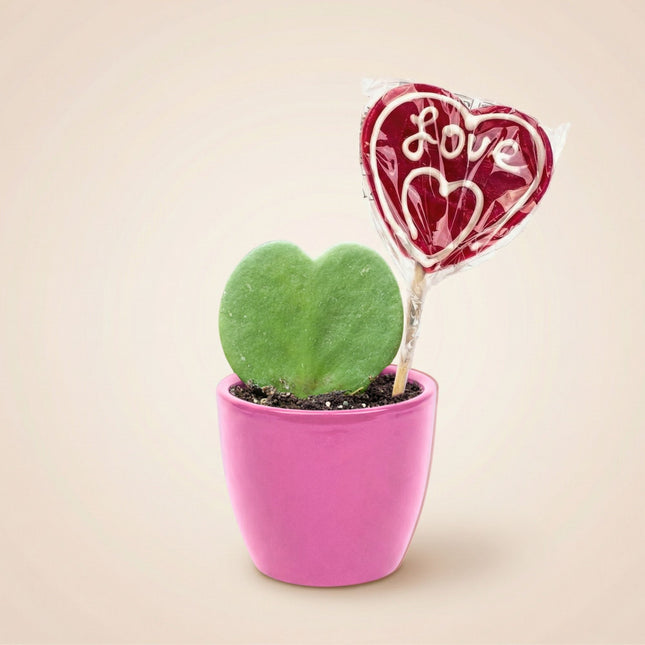 heart shaped succulent pot Sweetheart Plant Set – Mini Pot with Heart-Shaped Plant – urbanjngl.com