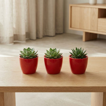 Mini Roter Blumentopf für Sukkulenten