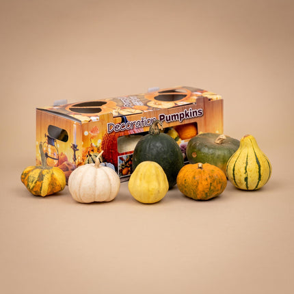 Real Pumpkin Giftbox - 7 Unique Ornamental Fruit - Ø 8 cm