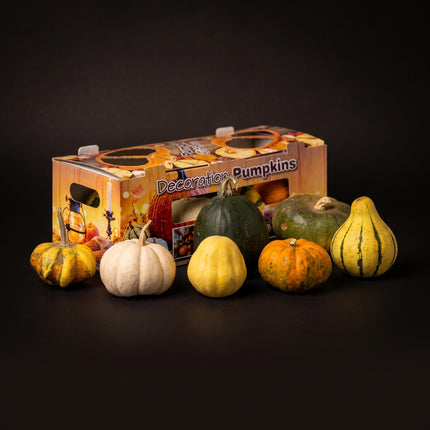 Real Pumpkin Giftbox - 7 Unique Ornamental Fruit - Ø 8 cm