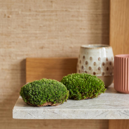 Lebendes Polstermoos - 2 Stück Beutel - Frisches Moos - Bun Moss - Leucobryum glaucum