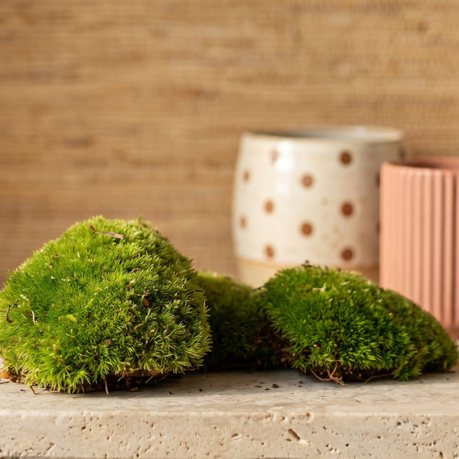 Lebendes Kissenmoos | Premium frisches lebendes Moos für Terrarien • Bun Moss • Kissenmoos