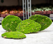 Moss Plate - Green moss  – Set of 4 - Artificial moss