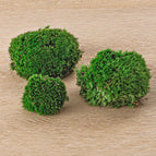 Cushion Moss 1-Quart bag, Live moss, Great for Terrariums & Weddings and  other creations! Sheet