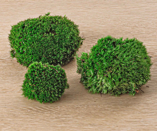 Bun Moss - Cushion Moss - Terrarium Moss - Botanical Boys
