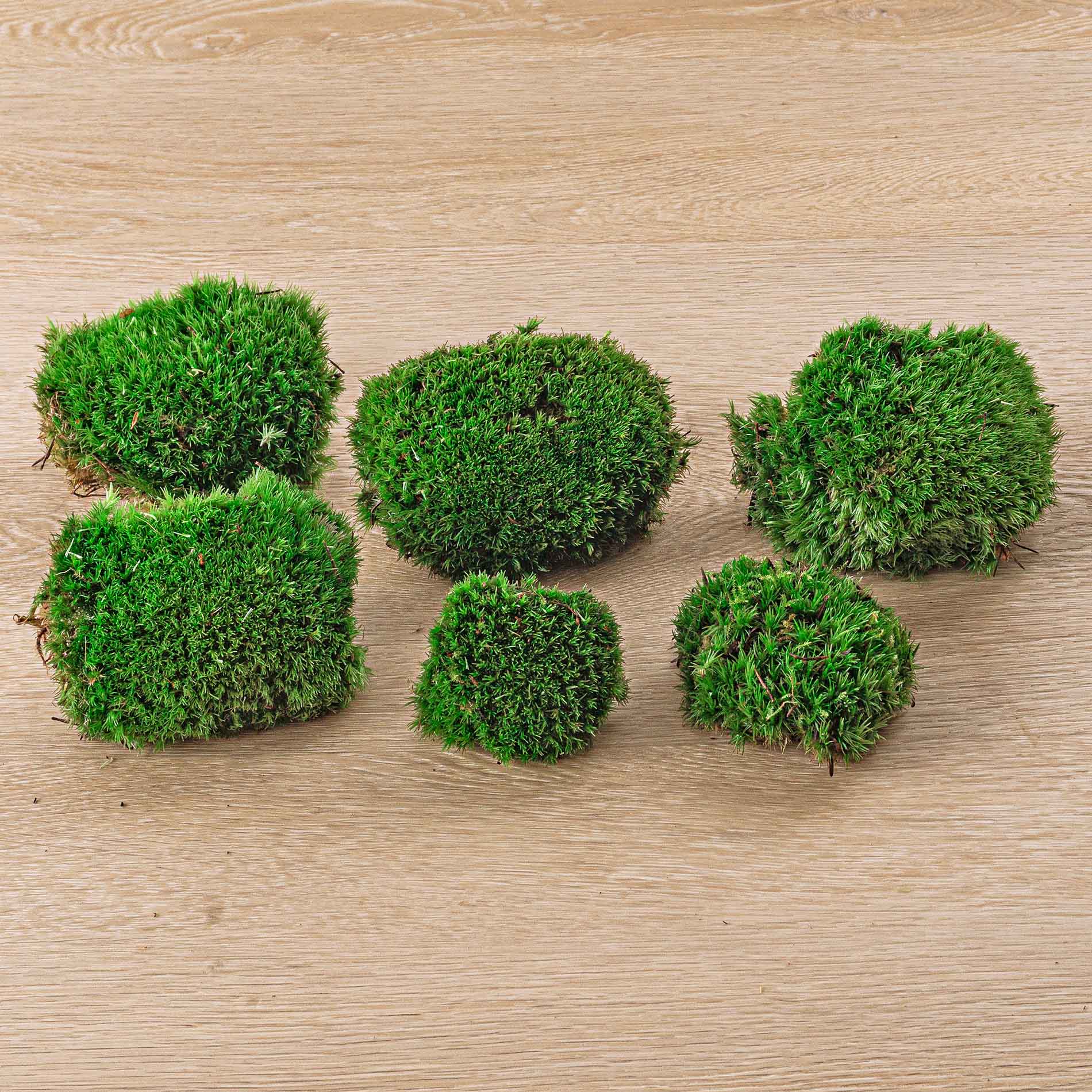 Cushion Moss Fronds • DIY Live Moss For Terrarium • Tiny Bun Moss Pieces