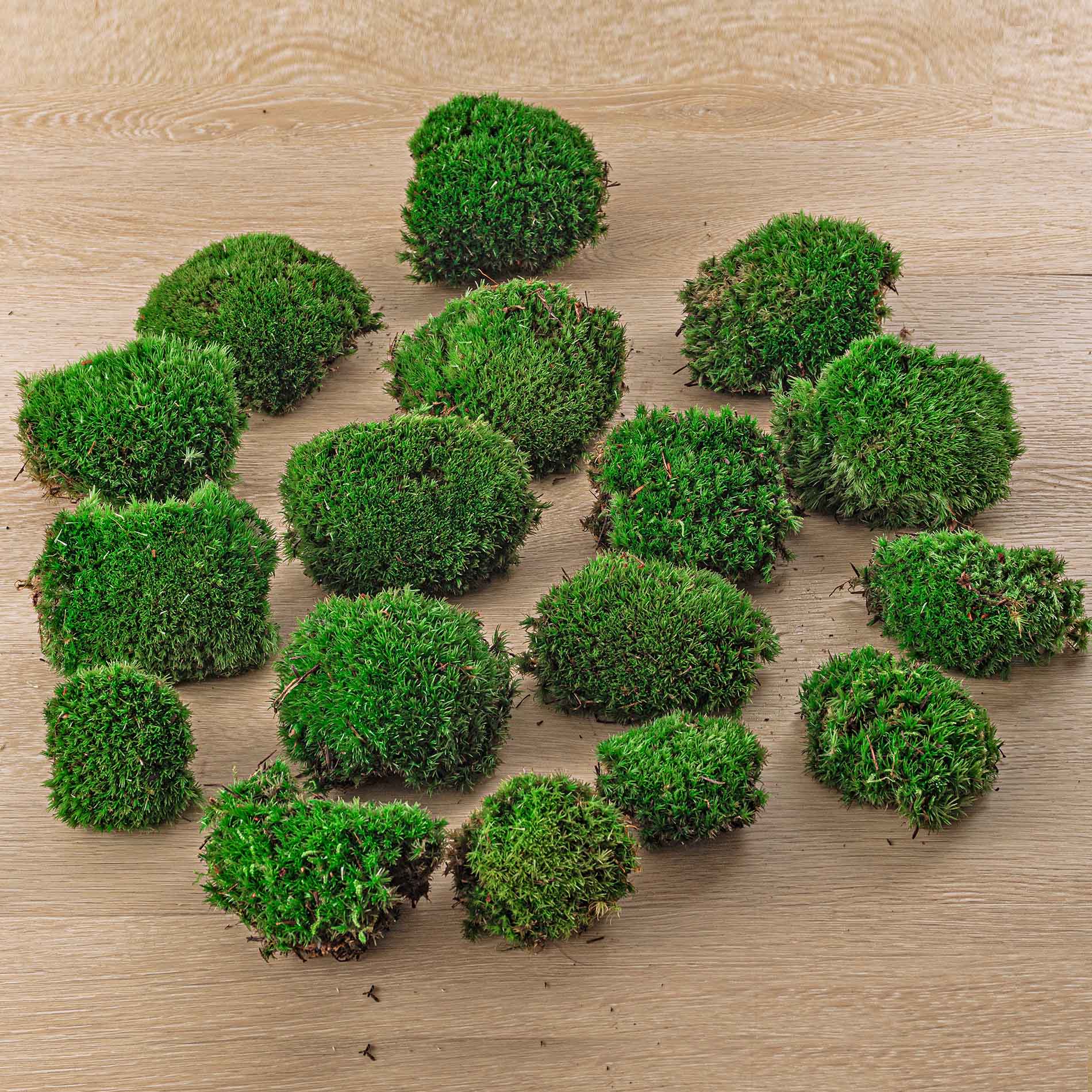 Live Cushion Moss for Terrarium – Plant and Pot Co.